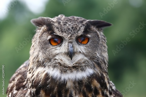 Eurasian eagle owl closeup