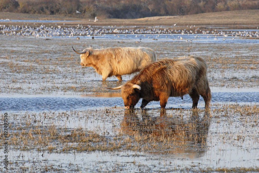 Vaches Highland Vaches Highland