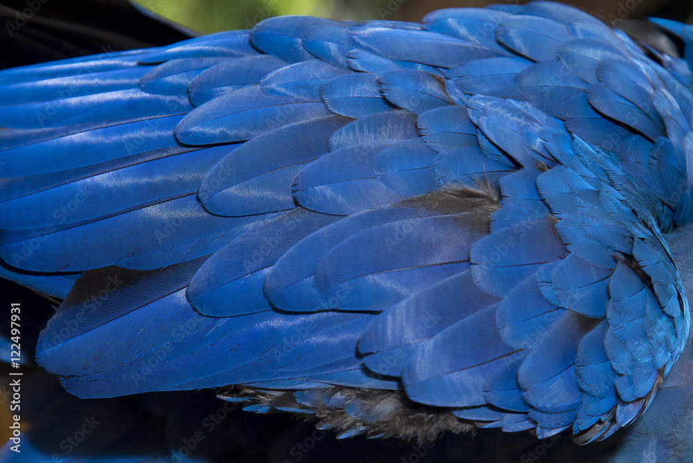 Fototapeta premium Close up hyacinth macaw, Beautiful macaw Hyacinth Macaw feathers (Anodorhynchus hyacinthinus)