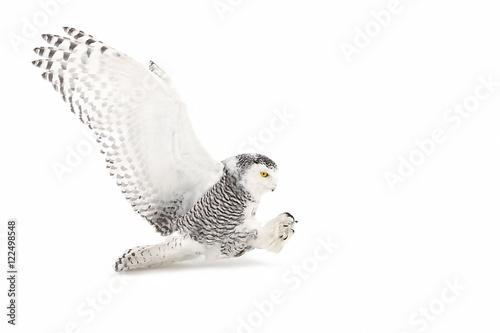 Snowy owl (Bubo scandiacus) isolated on a white background flies low hunting over an open snowy field in Canada