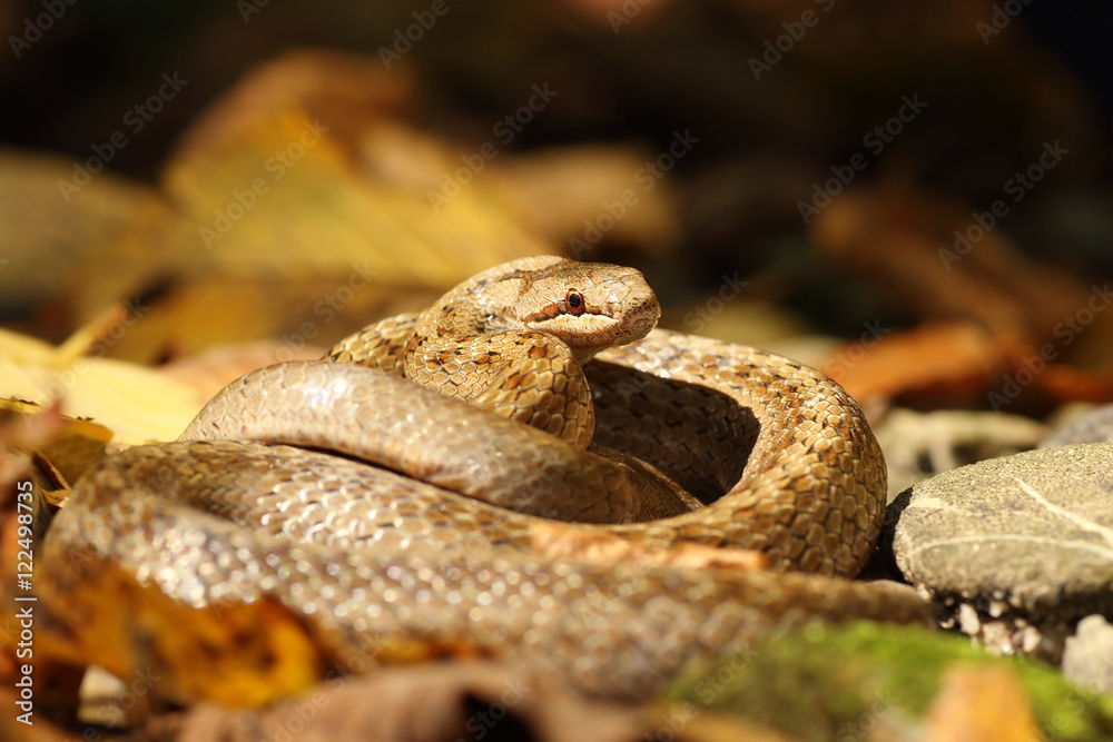 Obraz premium smooth snake on forest ground