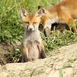red fox cub looking at camera