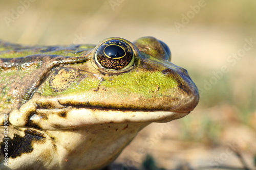 macro portrait of common marsh frog
