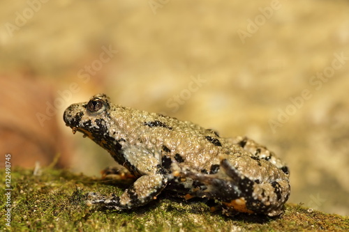 yellow bellied toad, full length