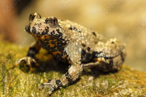 yellow bellied toad