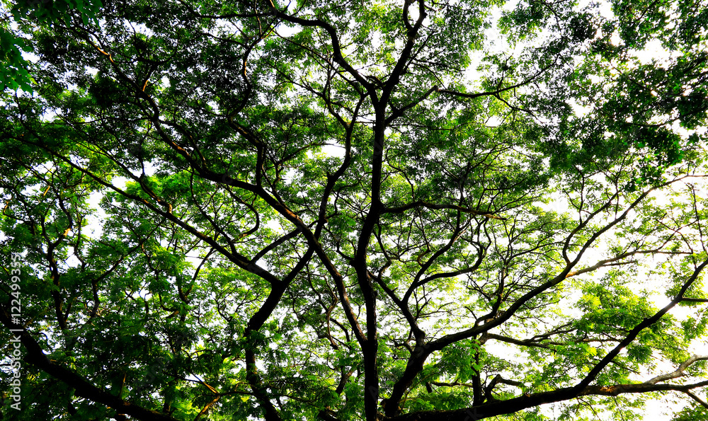 green forest background in a sunny day green forest background in a sunny day