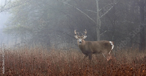 White-tailed deer buck in the foggy forest during the autumn rut in Canada