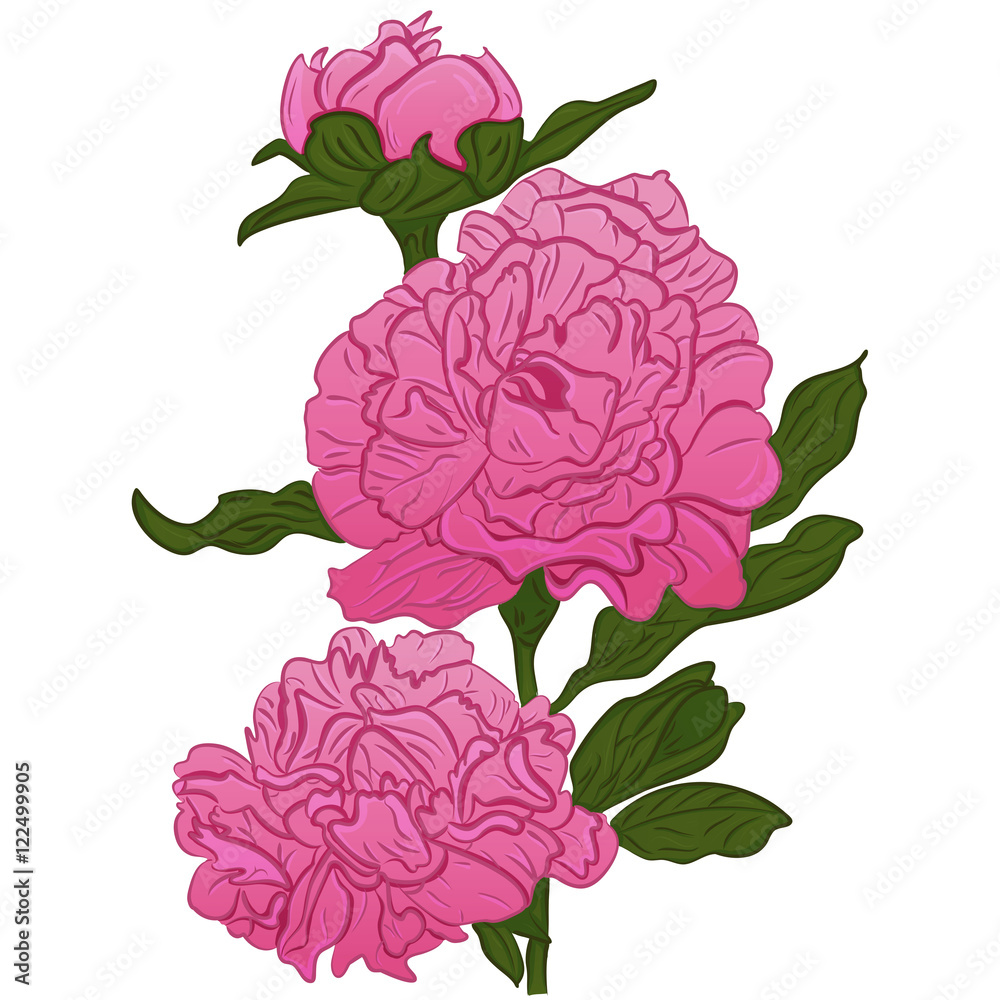 Vector cartoon pink peonies sketch peonies Vector cartoon pink peonies sketch peonies