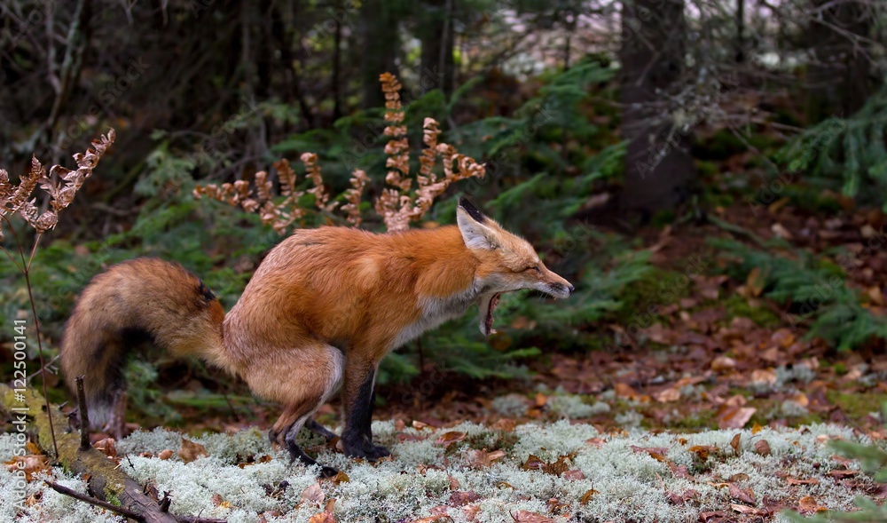 Red fox (Vulpes vulpes) with bushy tail defecating in the forest when ...