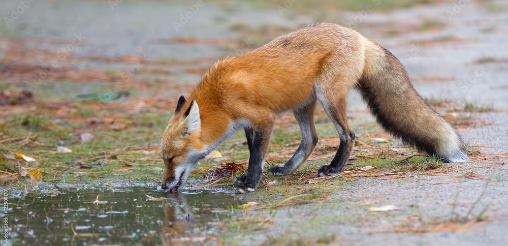 RED FOX PELT  BILODEAU Canada