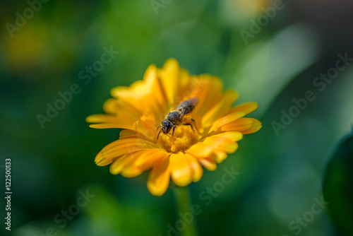 Macro of a bee on a yellow flower - beautiful shot with shallow depth of field