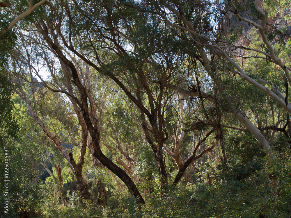 Fototapeta premium Windjana Gorge in the Kimberleys in Western Australia