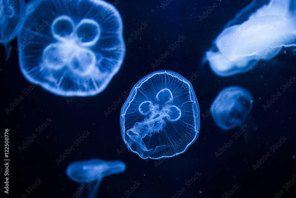Jellyfish Jellyfish