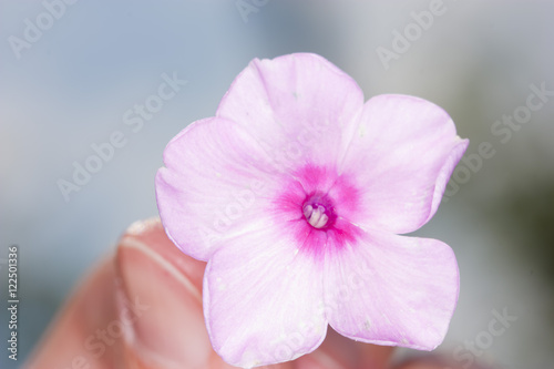Phlox flower in female hand