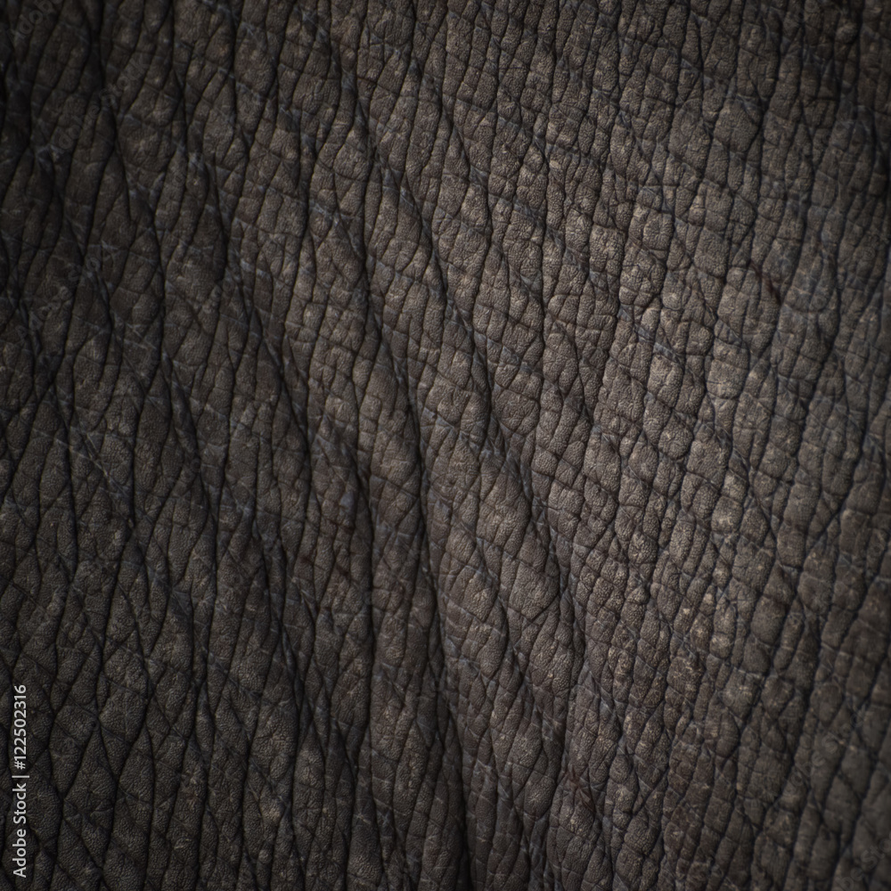 Fototapeta premium Rhino skin texture background