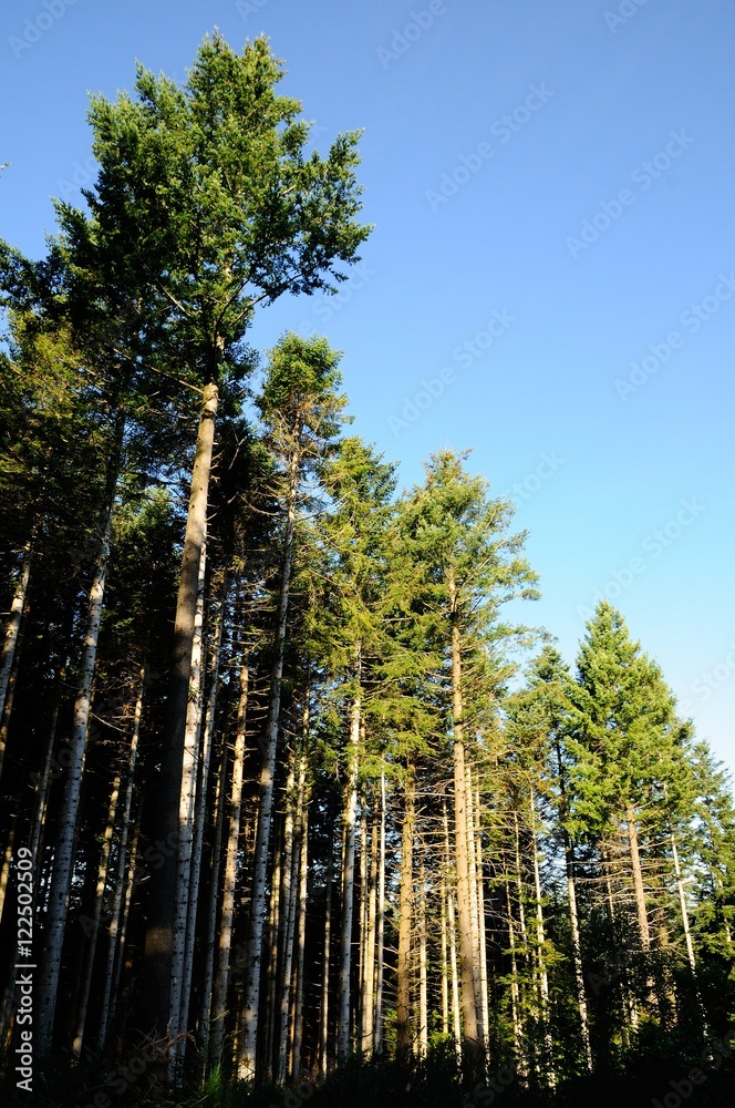 coniferous forest on mountains in tuscany, italy. coniferous forest on mountains in tuscany, italy.