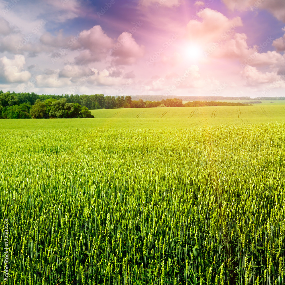 Fototapeta premium wheat field and sunrise in the blue sky