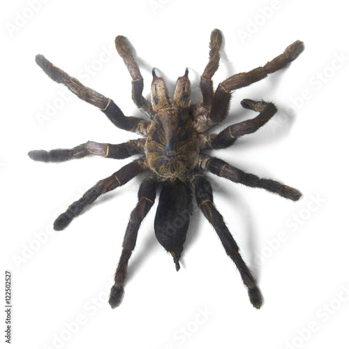 A large tarantula spider isolated on a white background