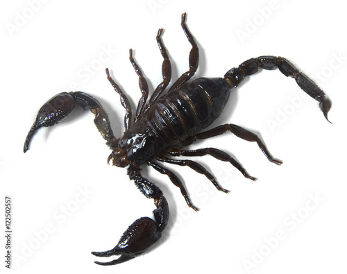 Aerial view of a large black scorpion isolated on a white background