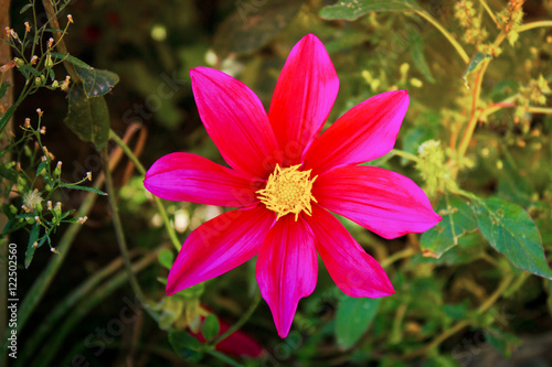 beautiful flower