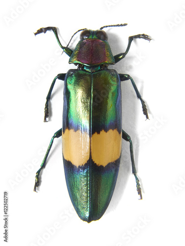 A large green Chrysochroa Saundersii beetle isolated on a white background © beckystarsmore