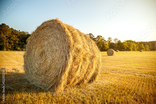 Stacks of straw - bales of hay, rolled into stacks left after harvesting of wheat ears, agricultural farm field with gathered crops rural. photo