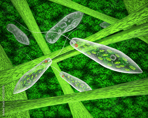 Εκτύπωση καμβά Euglena green and ciliate in the natural environment