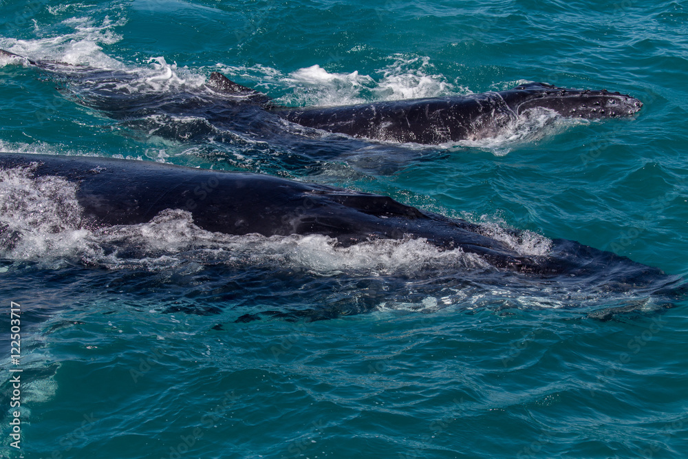 Fototapeta premium Humpback whale