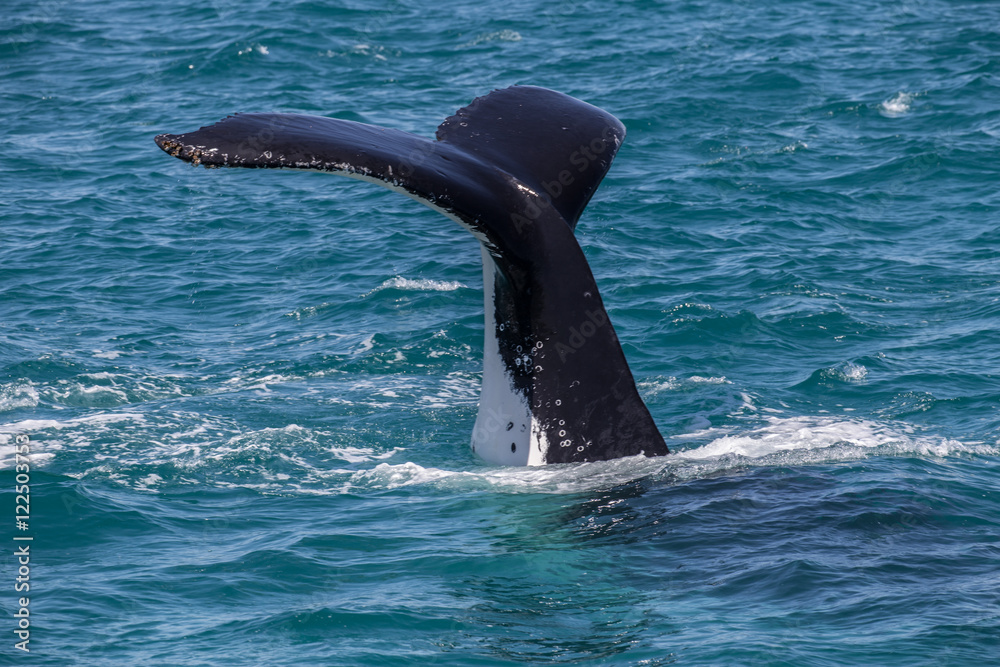 Obraz premium Humpback whale