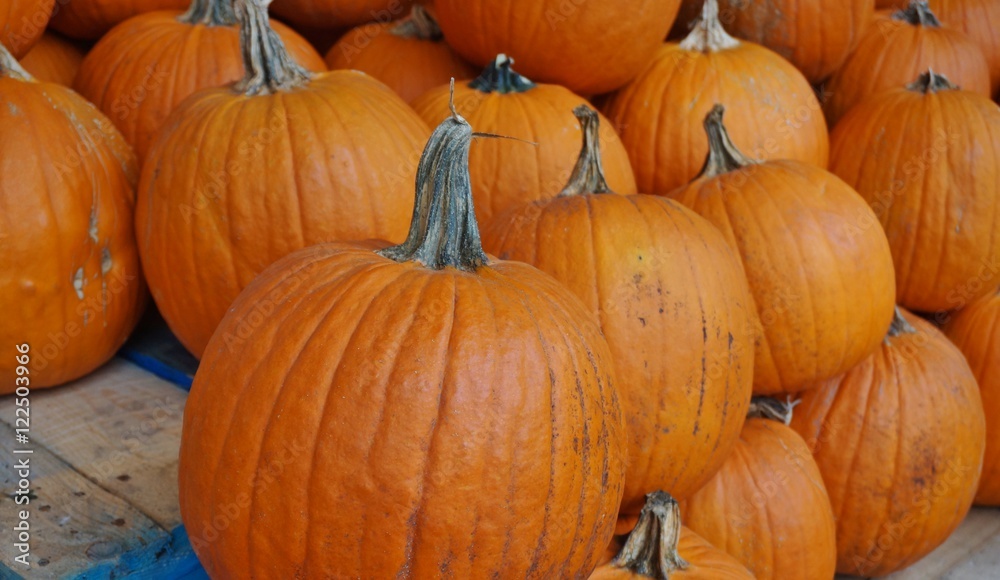 Round orange pumpkins in bulk at the farmers market in the fall Round orange pumpkins in bulk at the farmers market in the fall