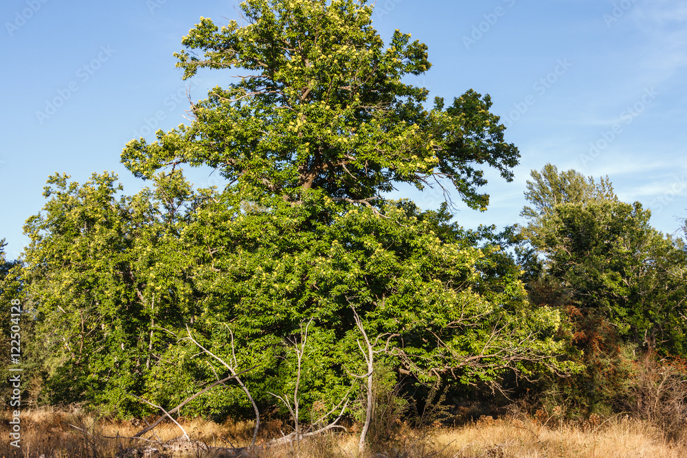 Castaño con frutos. Castañas. Castanea sativa. Castaño con frutos. Castañas. Castanea sativa.