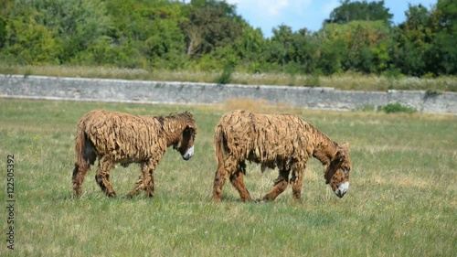 Poitou Donkey (Poitevin Donkey), Ile de Re, France, EU, Europe