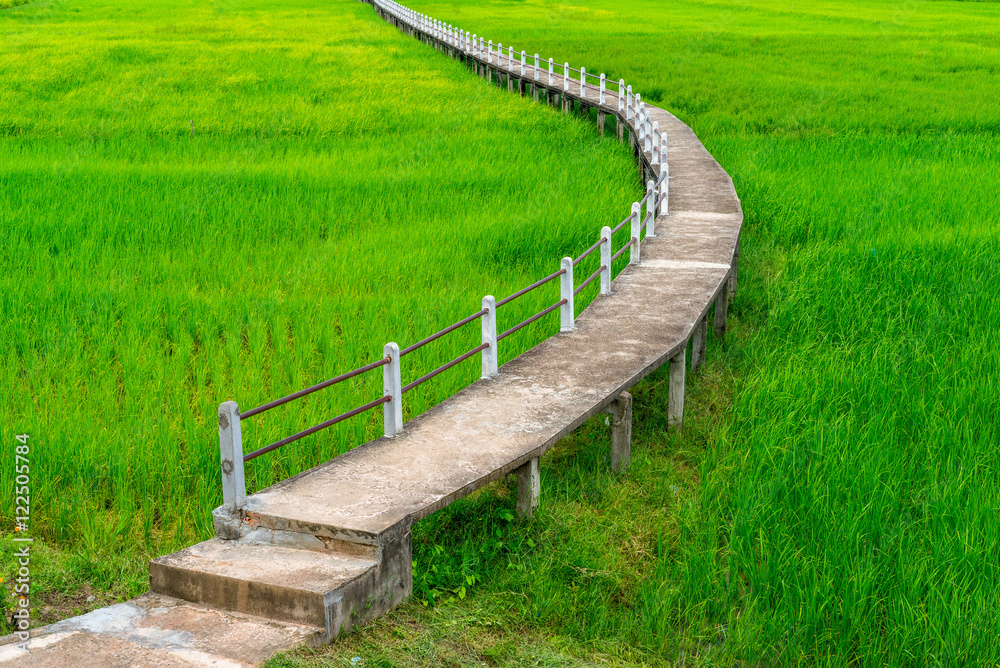 Aerial view of concrete pathway in green rice field