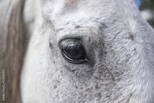 Eye Detail of A White Horse