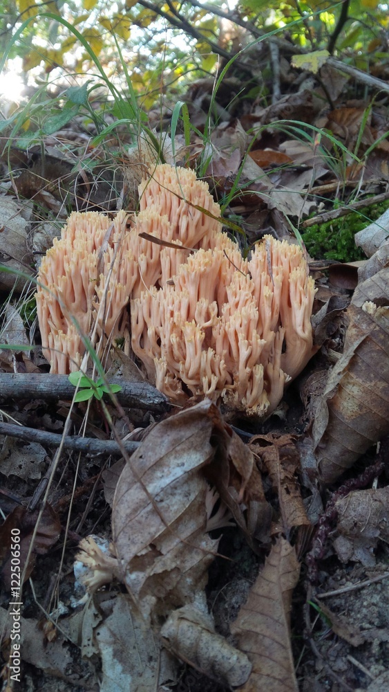 fungo ramaria formosa fungo ramaria formosa