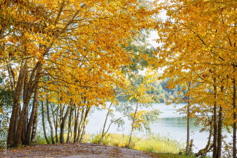 Yellow autumn trees at the lake.