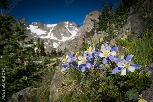 Purple Columbine Flowers in front of snow capped mountain