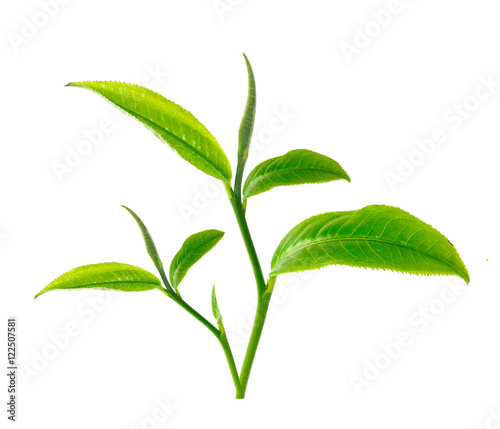 Green tea leaf isolate on white background