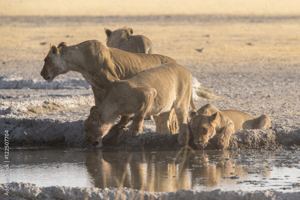 lions of the central kalahari at a waterhole lions of the central kalahari at a waterhole