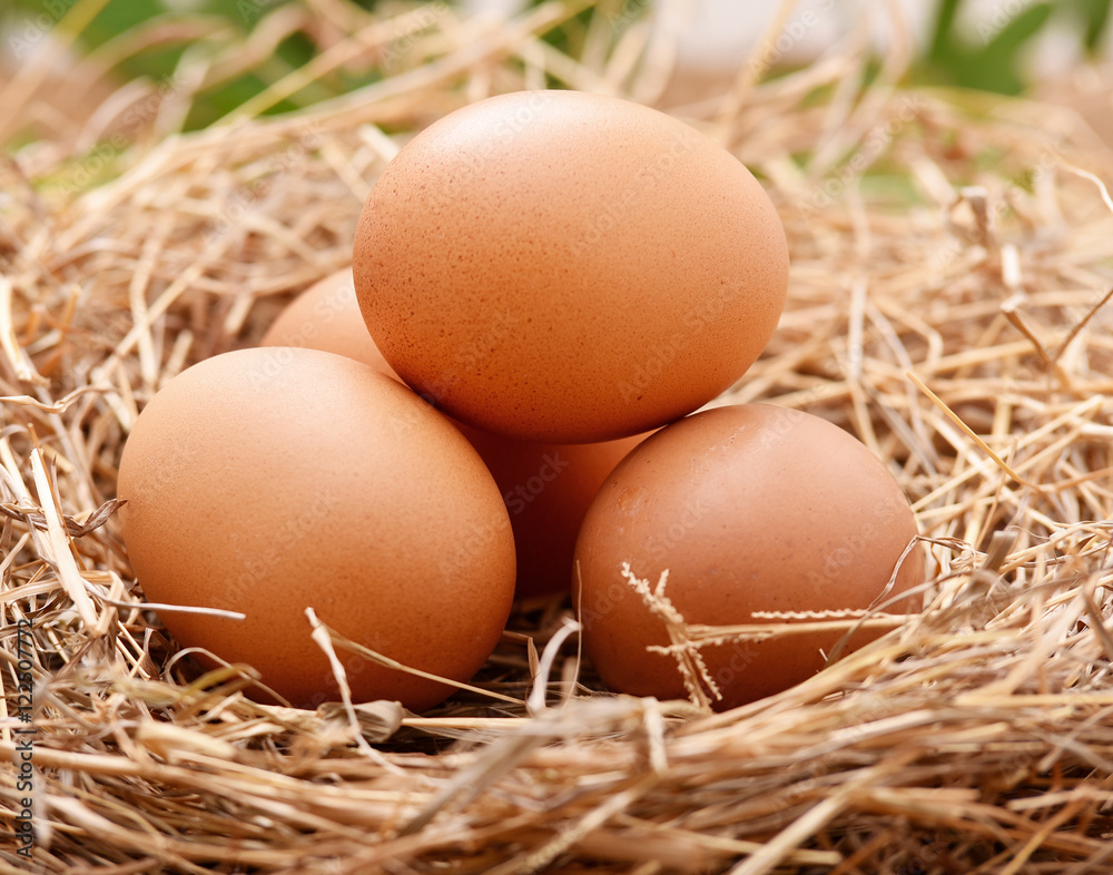 Chicken eggs on straw Chicken eggs on straw