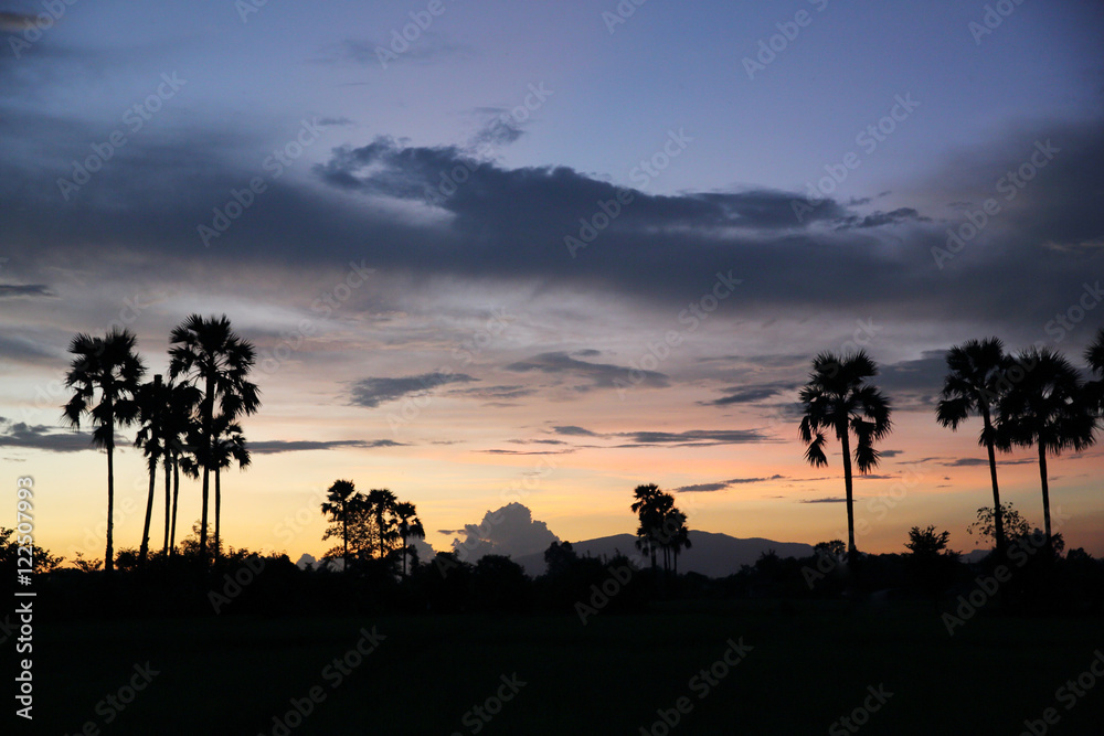 sunset with coconut trees