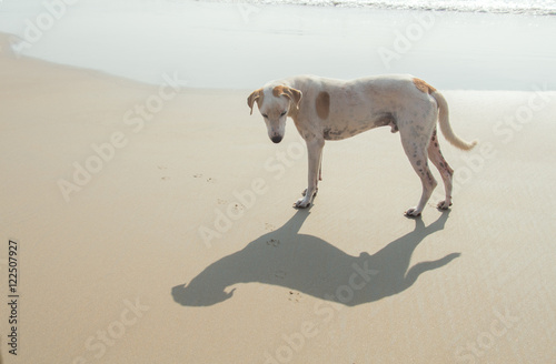 dog on a tropical beach