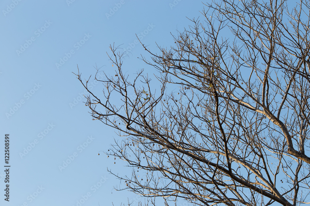 Branches of tree against the sky Branches of tree against the sky