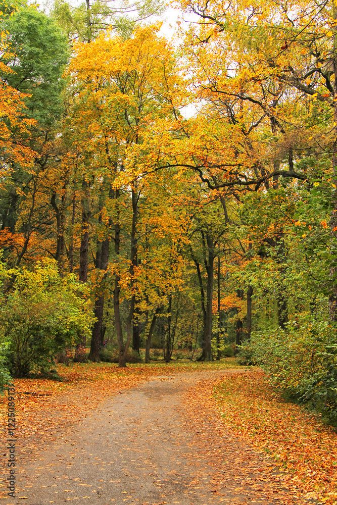 Naklejka premium beautiful park at sunrise in autumn time. Nature background