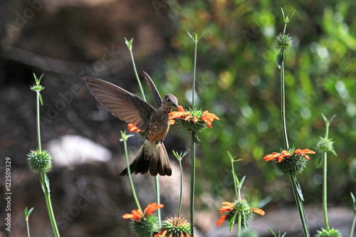 Nice hummingbird feeding on orange flower in the mountains of northern Peru. Cordillera Huayhuash, near Cordillera Blanca. photo