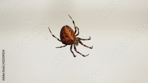 Large spider in web in front of white wall