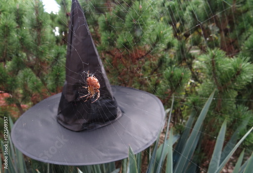 Halloween witch hat with scary spider 