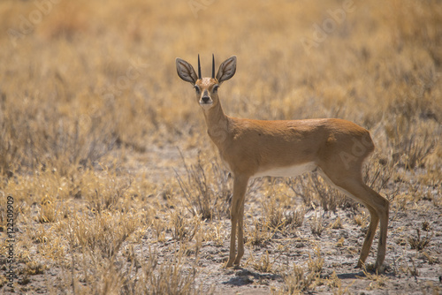Steenbok in the central Kalahari