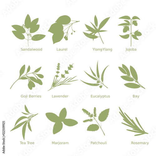 Collection of drawn herbs silhouettes. Vector illustrations.