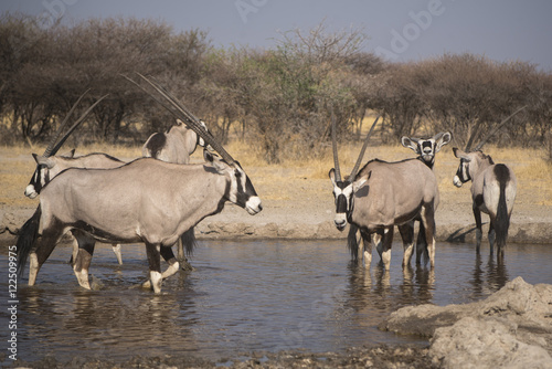 Fototapeta Naklejka Na Ścianę i Meble -  Gemsbok drinking at a waterhole in the Central Kalahari